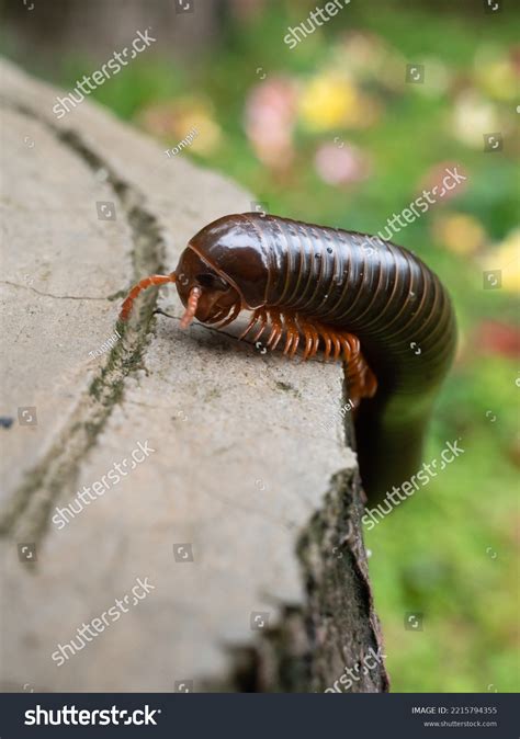 Millipedes Included Phylum Arthropoda Animals Jointed Stock Photo 2215794355 | Shutterstock