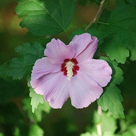 Rose of Sharon Seeds (hibiscus Syriacus) Packet of 10 Seeds - Palm ...