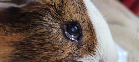 Hay Poke! Advice needed. Please see comments. : r/guineapigs