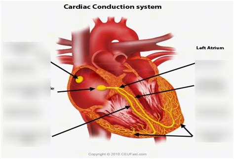 Image result for Cardiac Conduction System Flowchart