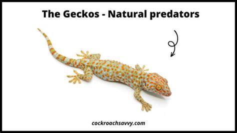 Image result for Gecko vs Cockroach