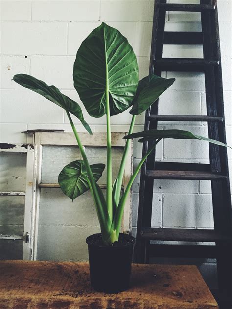 Large Leaf Indoor Plants - Plants Gallery
