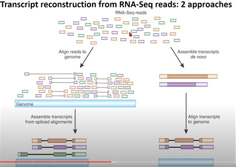 【RNA structures】RNA-seq 分析: RNA转录的重构和前沿测序技术_转录组测序和分析原理-CSDN博客