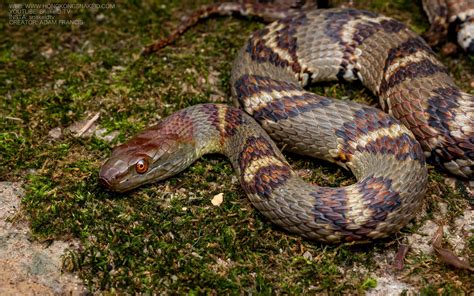 Diamond-backed Water Snake - Trimerodytes aequifasciata ...