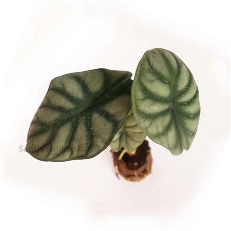 Alocasia Silver Dragon – Santhi Online Plants