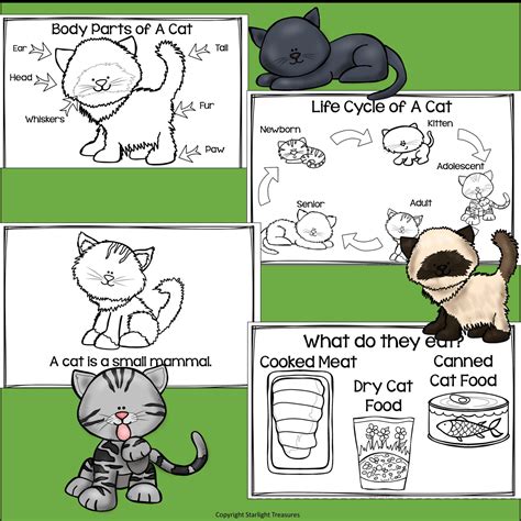 Cat Life Cycle Diagram