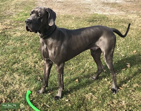 Blue European Great Dane Stud - Stud Dog in Indiana, the United States ...