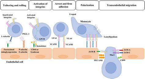 Frontiers | Monocyte-endothelial cell interactions in vascular and tissue remodeling