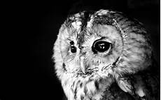 Owl Free Wallpaper by Owl Wallpapers Hd Desktop Pixelstalk Net Owl Free Wallpaper