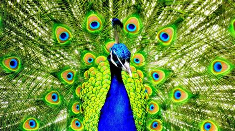 Image result for Classification in Machine Learning Python