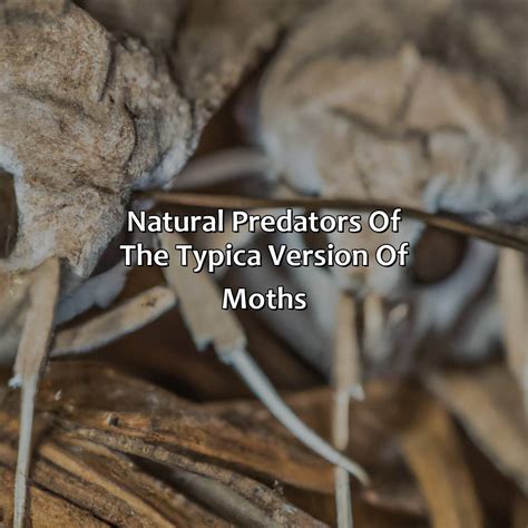 What Color Is The "Typica" Version Of The Moths? - colorscombo.com