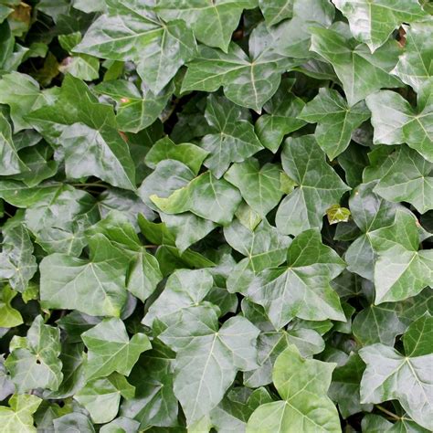 14 Different Types of Ivy Plants (With Pictures)