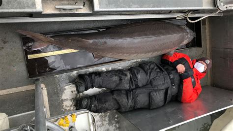 7-foot 'monster' sturgeon found in Detroit River could be over 100 years old | Live Science