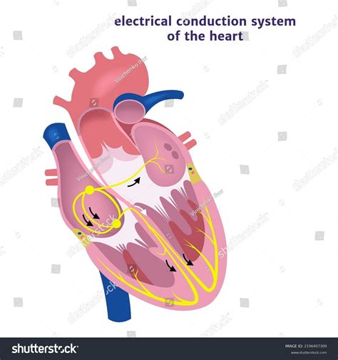 Conduction System Heart Human Anatomy Vector Stock Vector (Royalty Free ...