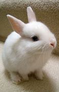 Image result for Cute White Bunny Right Side View