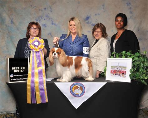 Barking Up the Right Tree: Baray Dog Shows 2025 Unleashed! - Dog Show TV