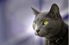 blue cats facts about russian blue cats blue cats facts about russian blue cats