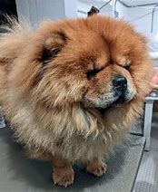 Image result for chows