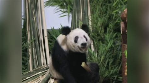 最新画面！“丫丫”平安回到北京动物园，一到家就被竹子包围了_凤凰网视频_凤凰网