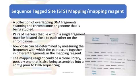 Gene mapping / Genetic map vs Physical Map | determination of map ...
