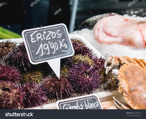 Erizos Spanish Sea Urchin Fresh Urchins Stock Photo 602460275 ...