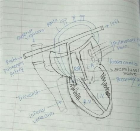 Draw a diagram of human heart and label the following on it: (i) Aorta ...