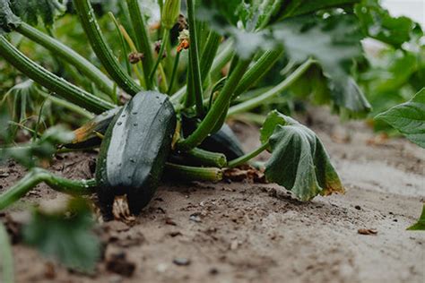 8 Heat Tolerant Vegetables That Love Full Sun – AllThatGrows