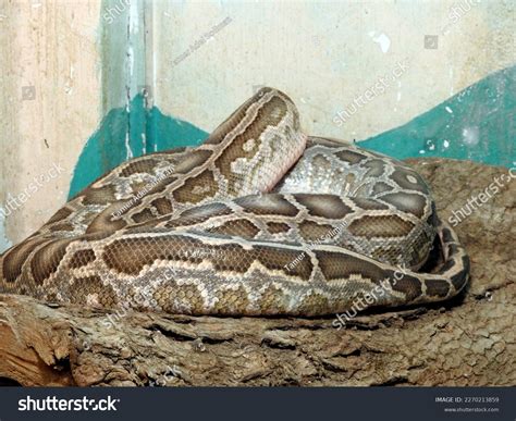 Python Molurus 的图像结果