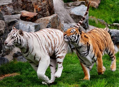 White Bengal Tiger Images