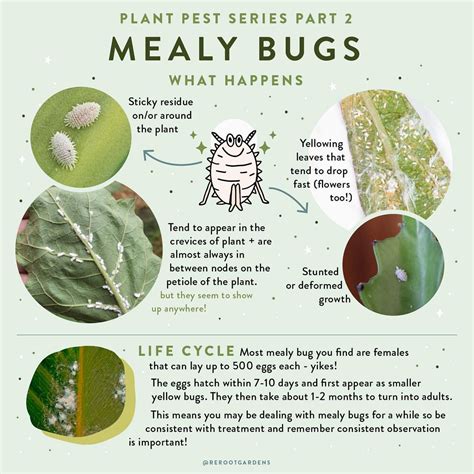 How to get rid of mealy bugs | Mealy bug houseplant, Plant pests, Plant ...