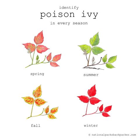 How To Identify Poison Ivy Plant