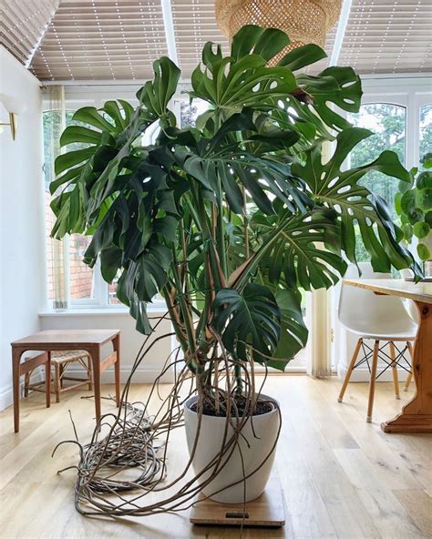 Monstera Deliciosa | Plants, House plants, Easy house plants