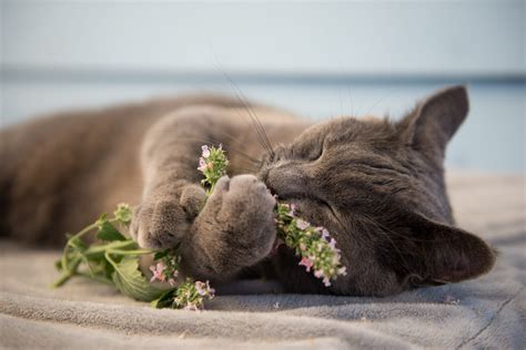 What Does Catnip Do to Cats? The Science Behind Catnip's Effect