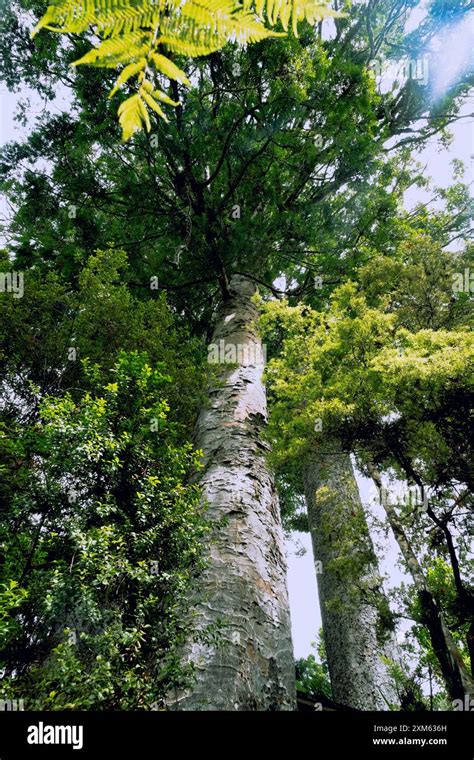 Image result for Biggest Kauri Tree