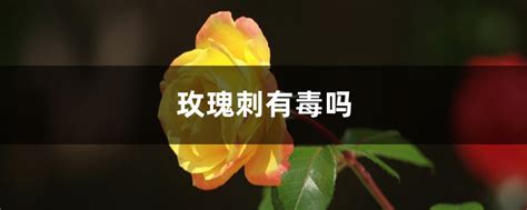 玫瑰刺有毒吗，被扎伤后该怎么处理？ - 花百科