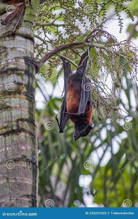 Flying Fox Called Megabat, in Latin Pteropodidae, Hangs on a Palm Tree ...