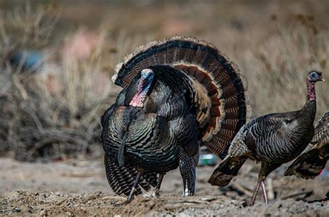 Turkey Hunting Season NC: Your 2025 Guide - Hunting Locator