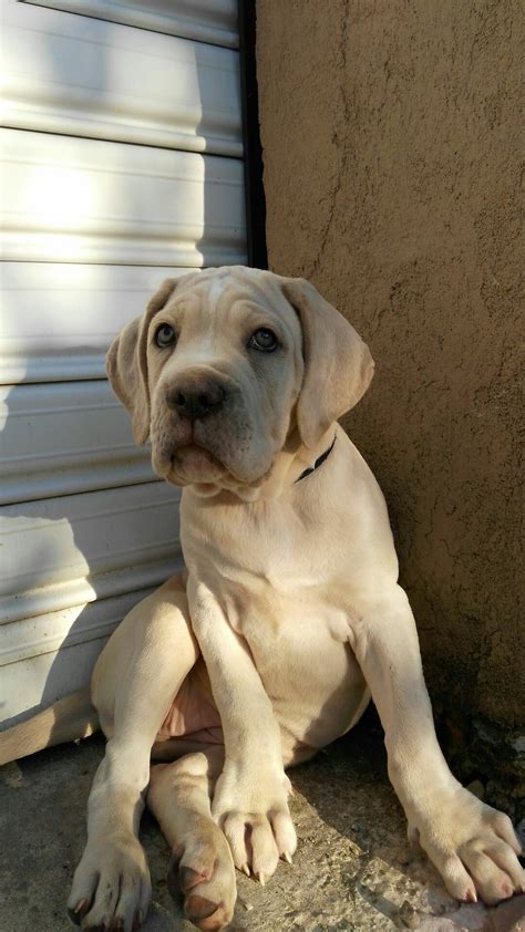 White Cane Corso Mastiff Dog Breed White Dog Breeds Large: The Best