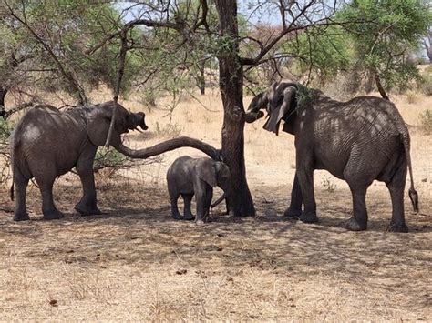 Fortes Africa (Mwanza) - All You Need to Know BEFORE You Go