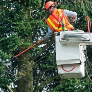 Northeastern Tree Service 的图像结果