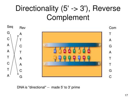 Reverse Complement 的图像结果