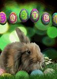 Image result for Easter Bunny Pictures Free