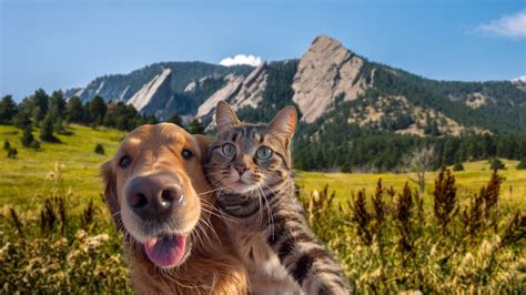 Homepage - Humane Society of Boulder Valley
