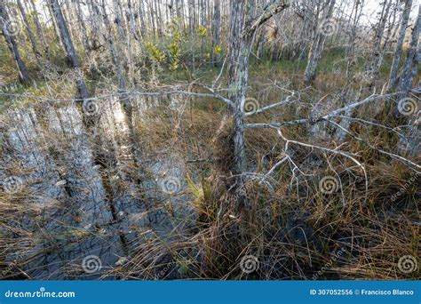 Grassy Waters Preserve