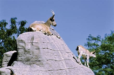 Mountain goat | Adaptations, Habitat & Behavior | Britannica
