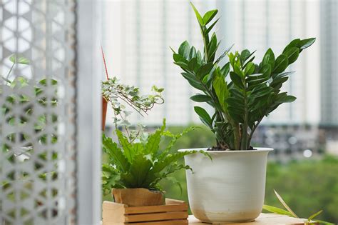 Can Zz Plants Take Full Sun 7 Things To Know About Low Light Needs