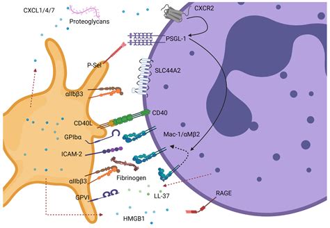Platelet–Neutrophil Crosstalk in Thrombosis
