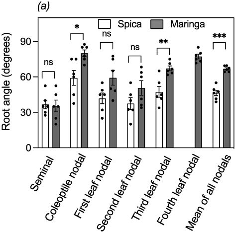 Differences in Root Morphologies of Contrasting Wheat (Triticum ...