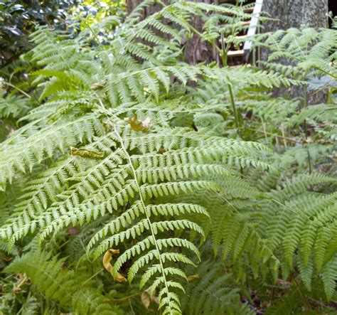 Bracken fern identification and control | Walter Reeves: The Georgia ...
