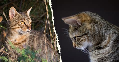 African Wild Cat Domestic